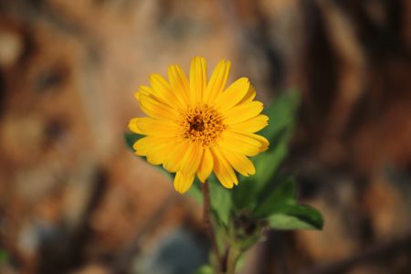 La arnica montana nutre y fortalece el cabello mientras reduce la caspa y calma la irritación.